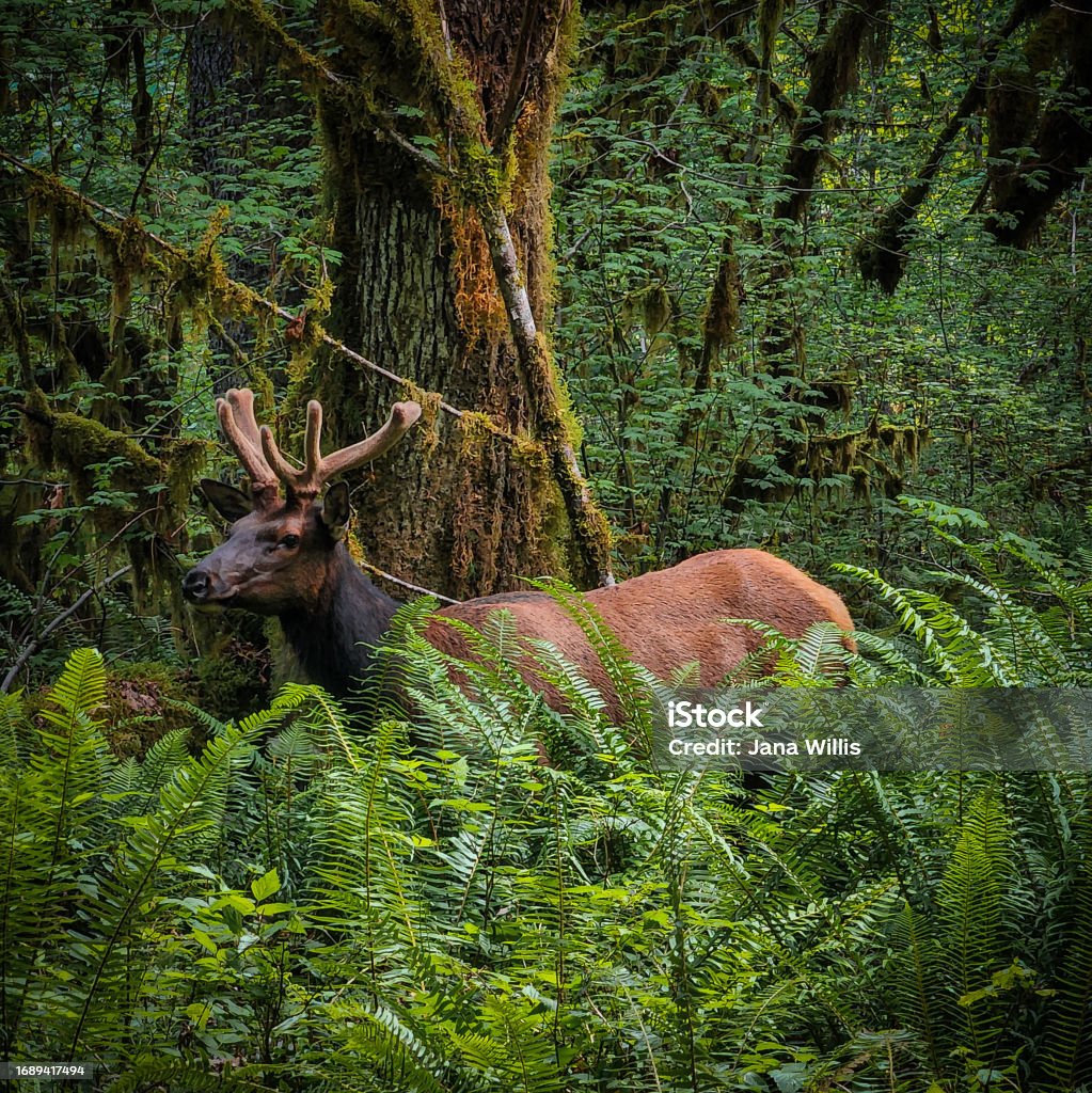 Surprise companion A young elk stands behind a wall of ferns in the hoh rain forest Animal Stock Photo
