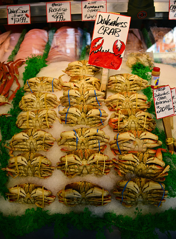 Seattle, Washington state, United State: large crabs for sale, place on ice and immobilized with rubber-bands - Dungeness crab (Metacarcinus magister), named after the Dungeness Spit, Salish Sea / Strait of Juan de Fuca, Washington State, some 80km NW of Seattle - Pike Place Fish Market.