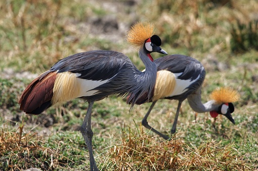 “The Song of Africa: Birds in Harmony”