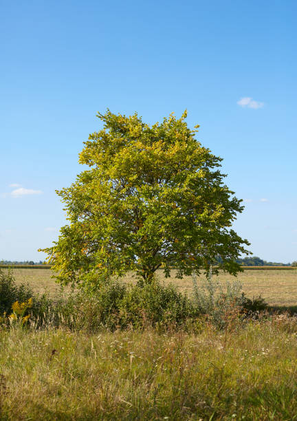 Free Stock Photo of Solitary tree standing in open grass field under ...