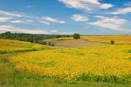 Yellow Soybean fields cover the hilly landscape awaiting harvest in late-Summer near Dodgeville, WI.
