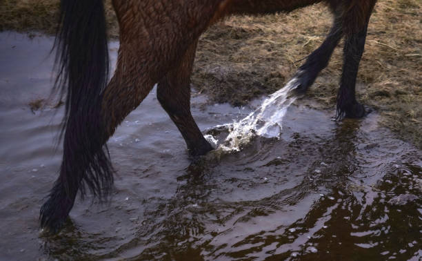 istock Icelandic Horses 1689511394
