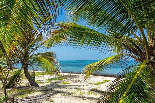 Beach with Palm Trees in the US Virgin Islands.