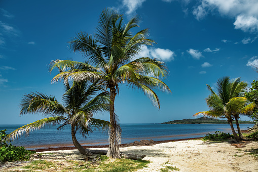 Beach with Palm Trees on Saint Croix Island, US Virgin Islands.