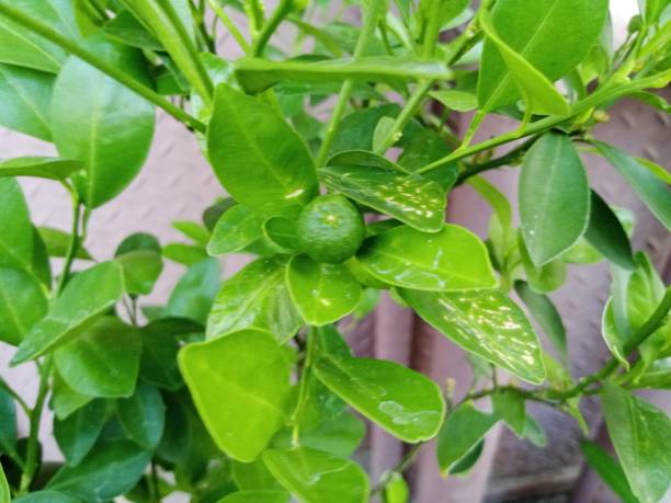 istock Photo of a lime plant 1689603340
