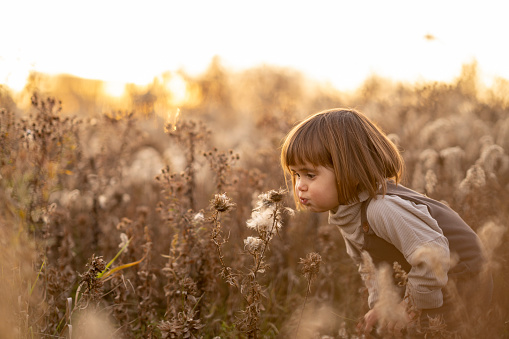 A sweet little girl wanders through the tall dry grass on a beautiful fall evening.  She is dressed casually as the sun sets and she blows Dandelion wishes.