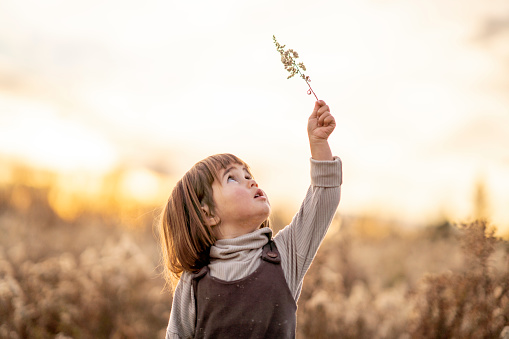 A sweet little girl wanders through the tall dry grass on a beautiful fall evening.  She is dressed casually and holding a piece of grass to the sky as the sun sets.