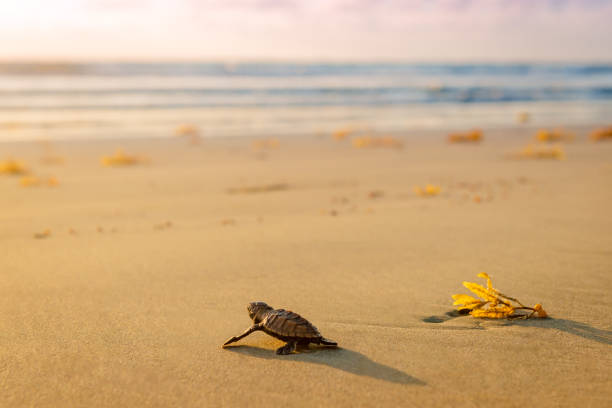 Leatherback Baby turtle beach towards sea endangered species at sunset