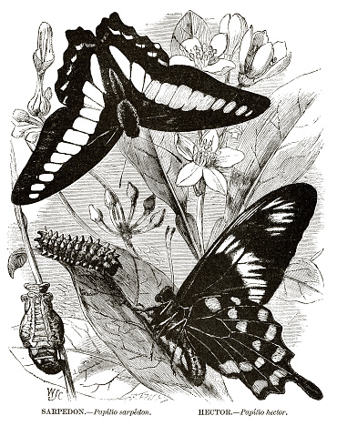 Woodcut of swallowtail butterflies - blue bottle swallowtail, Graphium sarpedon (synonym of Papilio sarpedon) and crimson rose swallowtail, Pachliopta hector (synonym of  Papilio hector) with adults, pupa and caterpillars. Illustrator Willliam Stephan Coleman (WSC), engraved by Brothers Dalziel. Published in 1885.