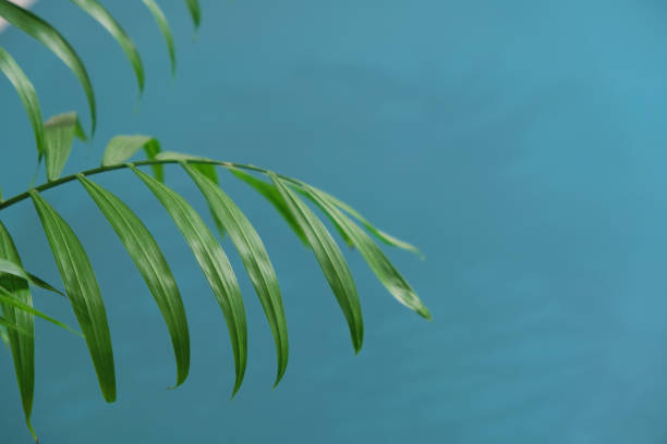 istock green palm leaf branches on blue background. flat lay, top view 1689649756