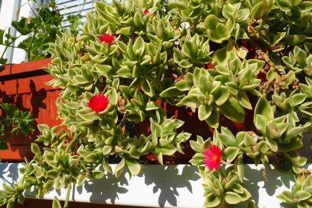 Mesembryanthemum cordifolium, Aptenia cordifolia is a species of succulent plant in iceplant family, creeping plant. Flowers on the windowsill. Baby sun rose, heart-leaf, red aptenia, rooi brakvygie. Mesembryanthemum cordifolium, Aptenia cordifolia is a species of succulent plant in iceplant family, creeping plant. Flowers on the windowsill. Baby sun rose, heart-leaf, red aptenia, rooi brakvygie heartleaf iceplant aptenia cordifolia stock pictures, royalty-free photos & images