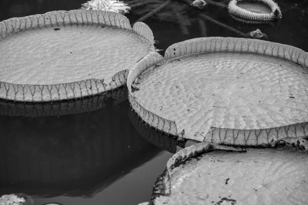 istock Large Lily Pads in Black and White 1689654074