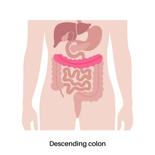 ilustrações, clipart, desenhos animados e ícones de anatomia do intestino grosso - descending colon