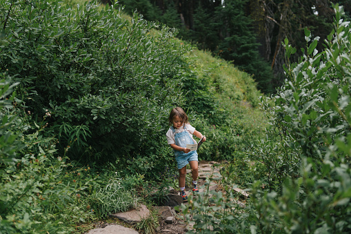 Curious three year old girl of Eurasian ethnicity looks down at a map she is holding while walking through a lush forest during   a family vacation near Crater Lake in Oregon.