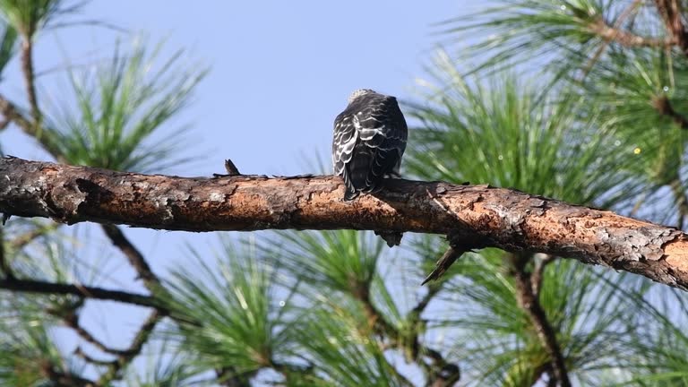 Young Mississippi Kite calls for a parent Kite while perched on a pine tree branch