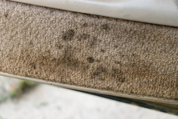 istock Dirty carpet on vehicle door panel 1689699743