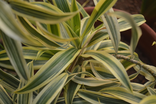 selective focus, background pattern, shape and texture of an ornamental plant Singing from India with the scientific name Dracaena reflexa, a type of suji plant originating from the Indian Ocean.