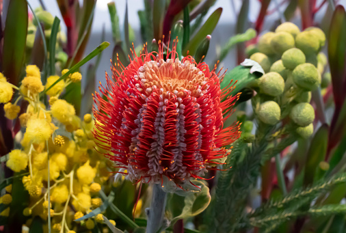 Beautiful native Australian Proteaceae flower bouquet with greenery