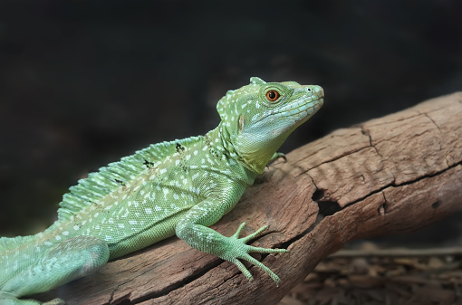 close-up of a madagascar giant day gecko (Phelsuma madagascariensis grandis) on a branch