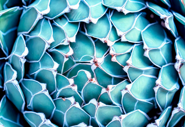 istock Queen Victoria Agave plant background 1689723780