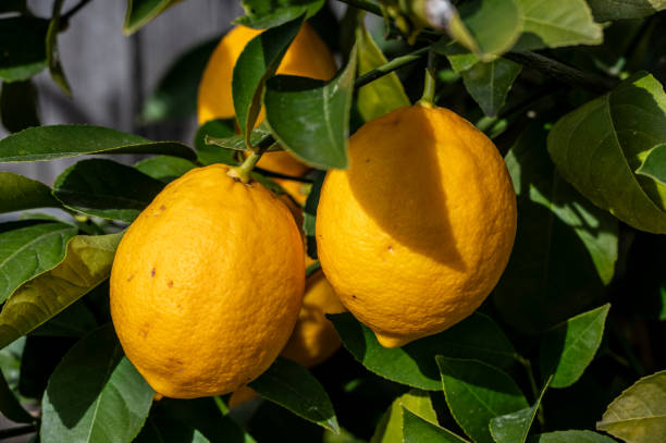New season lemons ripen in spring New season lemons ripen in spring When to plant fruit trees in Australia stock pictures, royalty-free photos & images