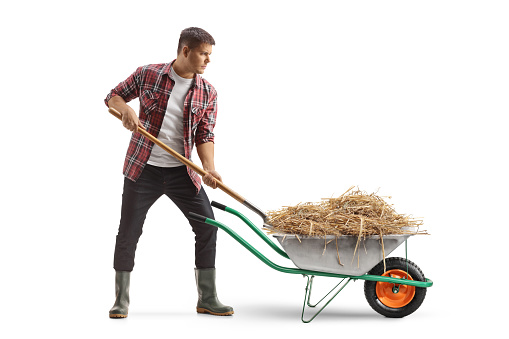 Farmer putting hay in a wheelbarrow with a shovel isolated on white background