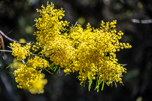 Acacia Saligna (Acacia cyanophylla,  coojong, golden wreath, orange wattle, blue-leafed, Western Australian golden, Port Jackson willow) branch in full bloom