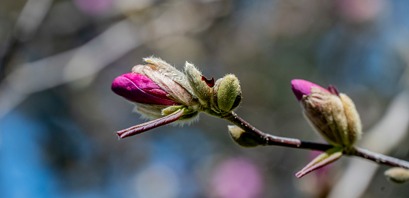 Spring bud appearing