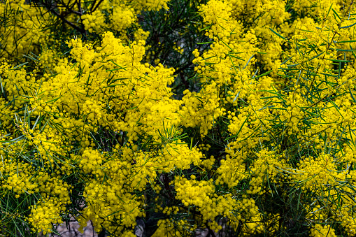 Blooming mimosa. Natural floral background.