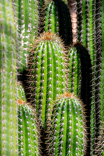 Macro shot of a cactus