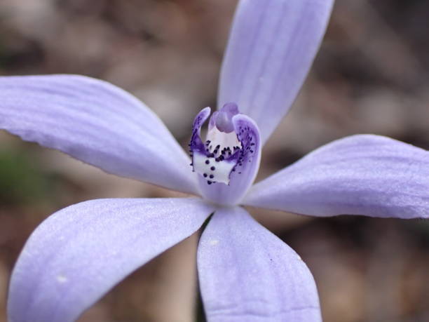 istock Silky blue orchid wildflower 1689768611