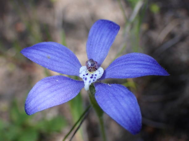 istock Blue china orchids found in nature reserves 1689769914