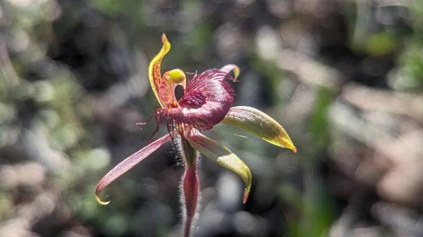 istock A bright dancing orchid growing in native bushland 1689776328