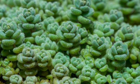 Close up of mini succulents background