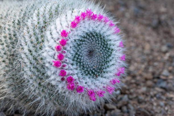 Close up of cactus flower macro