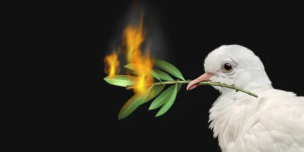 Peace crisis concept with a white dove and a burning olive branch as a symbol of the challenges of war fighting and revolution and the elusive search for a truce or agreement in Ukraine and Russia or middle East and other countries in conflict 3D illustration elements.