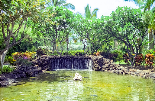 A vintage film photograph of a tropical Hawaii garden with palm trees and a reflective water pond.