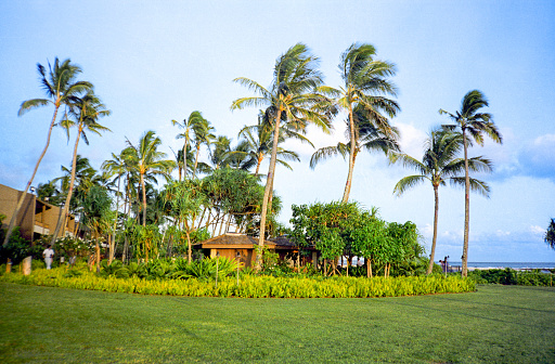 Man climbs tall coconut palm tree above tropical jungle shack