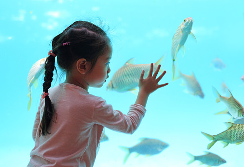 Kid girl looking fishes in aquarium tank.