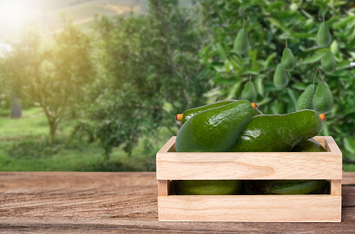 Fresh avocado and half sliced on wooden table with avocado tree blur background.