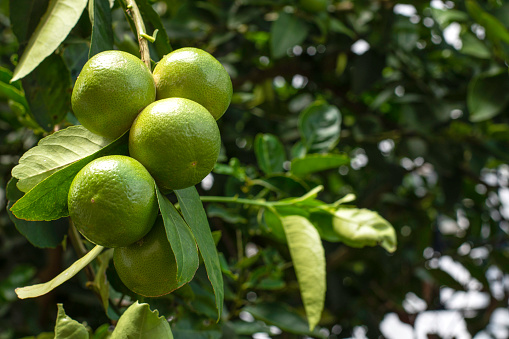 Fresh lime fruits with leaves hang on tree branch in garden.