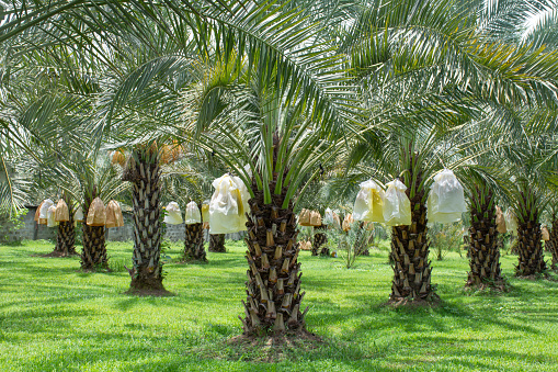 Date palm fruits hang on tree branch with date palm farm plantation background.