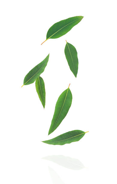 istock Eucalyptus leaves levitate isolated on white 1689917692