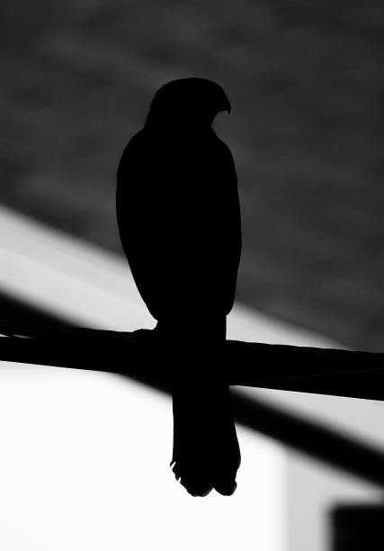 istock Silhouette of a hawk perched on a wire. 1689932028