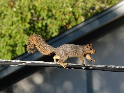 Squirrel running on a utility wire.