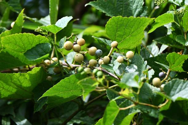 istock Ampelopsis glandulosa ( Porcelain berry ) berries. 1689938878