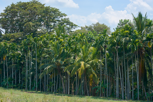 cultivation of areca nut and coconut trees, aka areca nut palm, betel palm, betel nut palm or indian nut, tropical and commercially important trees native to southeast asia and pacific islands