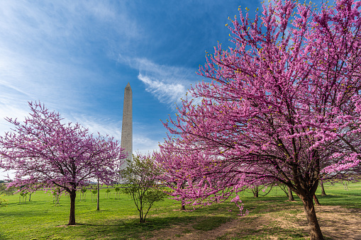 Washington monument on the National Mall in Washington, D.C, USA and Cherry blossom trees in spring,