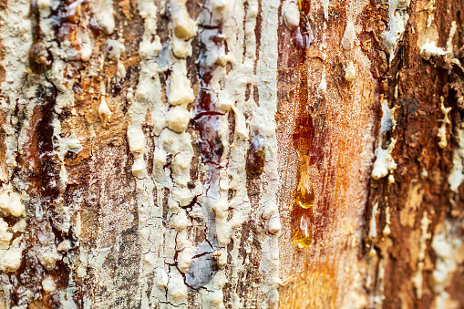 the bark of the tree on which the resin flows, around the old resin and new on the bark of the tree