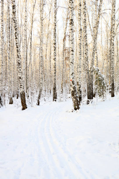 istock vertical photo of a winter forest and a path for skiing between the trees 1689958777